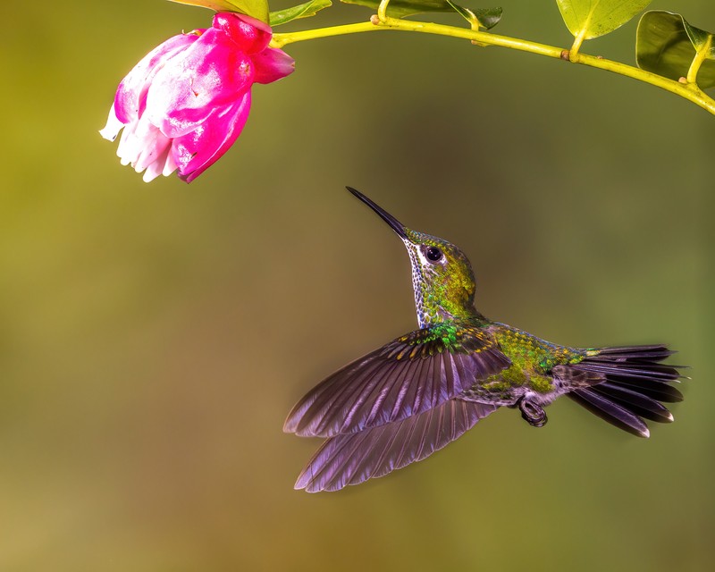 Woodpeckers, Hummingbirds - TexasPhotoman.com